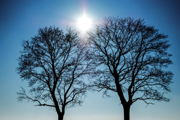 Sylwetki dwóch drzew na tle słońca i błękitnego nieba