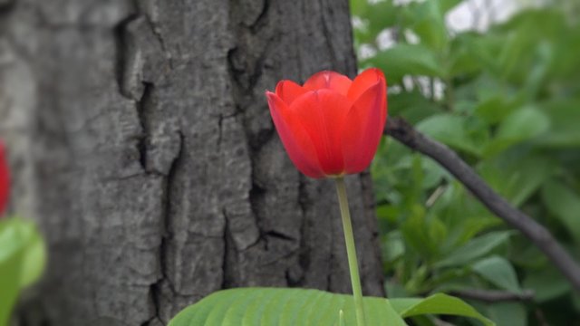 wild tulip in forest.