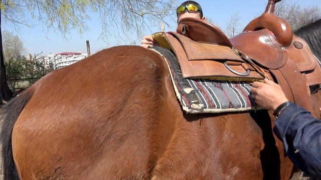 Rider putting brown saddle on brown horse 