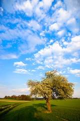 Fototapeta premium blue sky