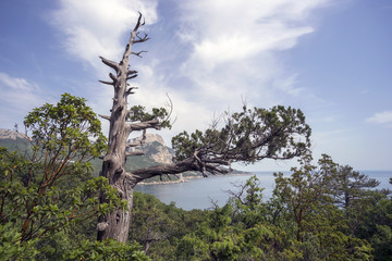 Fototapeta premium Dry Crimean juniper tree on hillside near the Black sea.