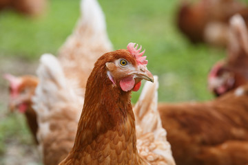 Free-range hens (chicken) on an organic farm
