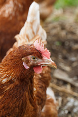 Free-range hens (chicken) on an organic farm