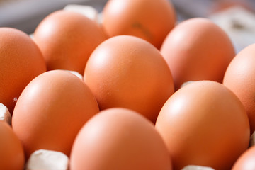 Fresh and organic chicken eggs packed in holders