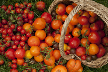 Harvest ripe tomatoes