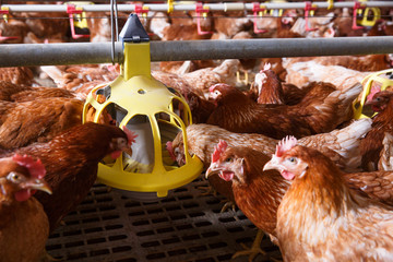 Farm chicken in a barn, eating from an automatic feeder