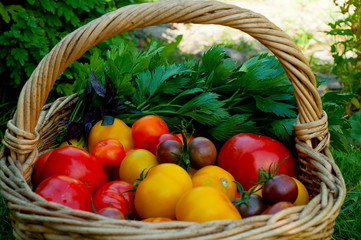 Harvest ripe tomatoes