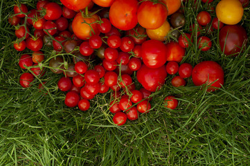 Harvest ripe tomatoes