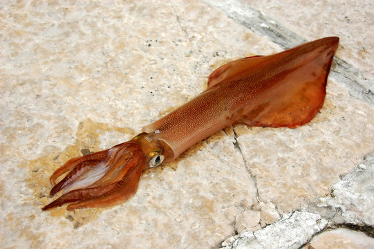 fresh squid