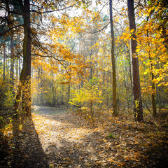 Obraz premium forest