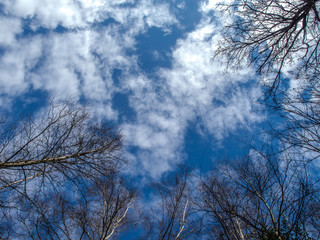 Spring sky