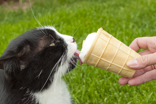 360+ Cat Eat Ice Cream Stock Photos, Pictures & Royalty-Free Images - iStock