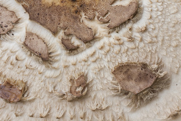 Macrolepiota rhacodes, detalle