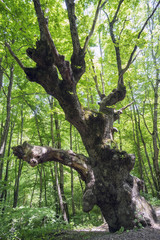 The old oak near the road in  woods.