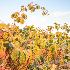 wild plant