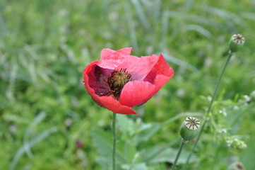 Obraz premium Papavero - Fiori