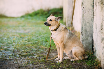 Mixed Breed Medium Size Brown Dog Outdoor