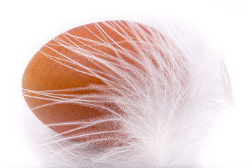 brown chicken eggs with white feather