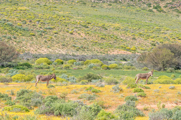 Donkeys in a field of wild flowers