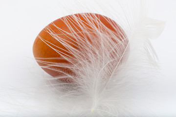 brown chicken eggs with white feather