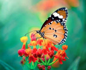 Butterfly on orange flower in the garden