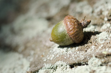 green acorn seed on mossy rock surface in the sun