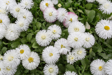 Background of white flowers in a flower bed of daisies