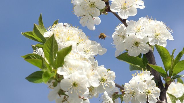 Bee on cherry flowers blooming in springtime.