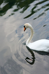 Obraz premium Swan is reflected in water