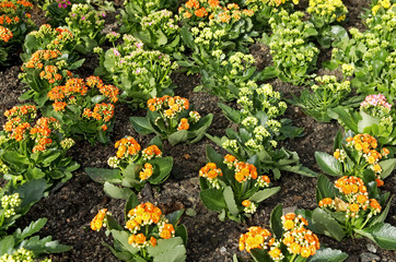 Flowers in a greenhouse.Greenhouse ecosystem with tropical flowers.