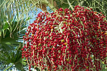 Obraz premium Bangalow palm seeds.King australian palm (Archontophoenix cunninghamiana) and its flower seeds in botanical garden of tropical plants.