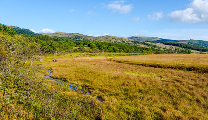 Wetlands of the plateau in Japan.Yellow grass.Sky reflected