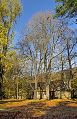 Hut in autumn forest.Hut among autumn trees in Pillnitz palace park during fall.Dresden, Germany