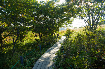 Walkway of wetlands that were made of wood in shade.