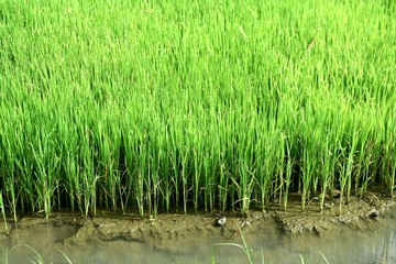 Obraz premium Rice plants in a rice field