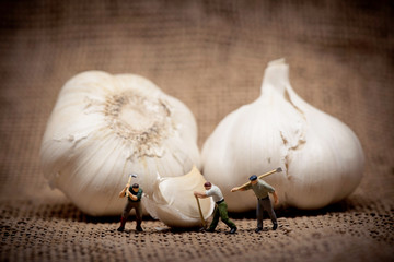Minuature workers cutting up a garlic bulb. Color tuned photo