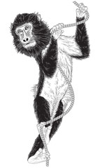 Fototapeta premium monkey with a rope on white background