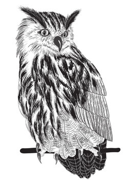 sketch of owl on a branch