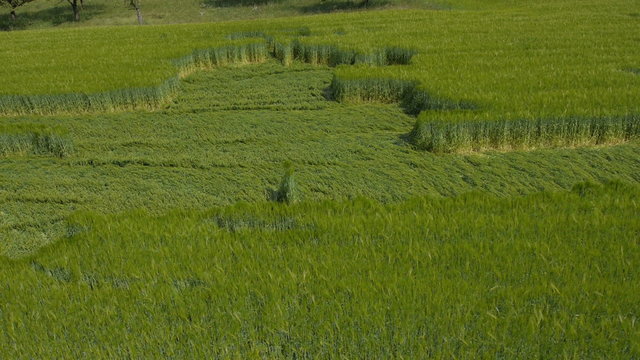 AERIAL: Crop circles