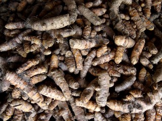 Bunch of raw turmeric