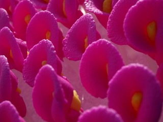 Colorful Flower royal icing cake decoration