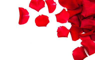 Red roses petals