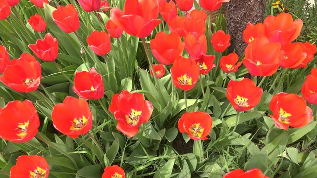 Tulips with the tree and blue sky 