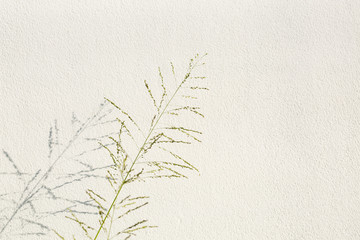 flowers grass on white concrete wall