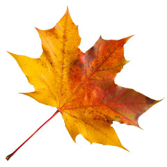 Maple leaf