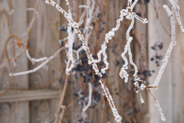 branches in the frost