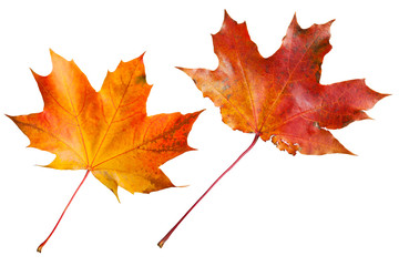 Maple leaf