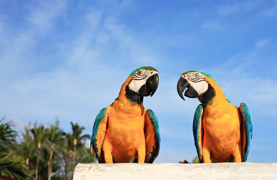 Couple of bright blue and yellow Macaw parrots on sky background and palm forest.  Tropical paradise love. Framed empty space.