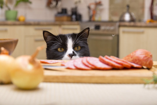 cat steals sausage from the table