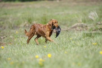 Golden Retriever carrying a duck